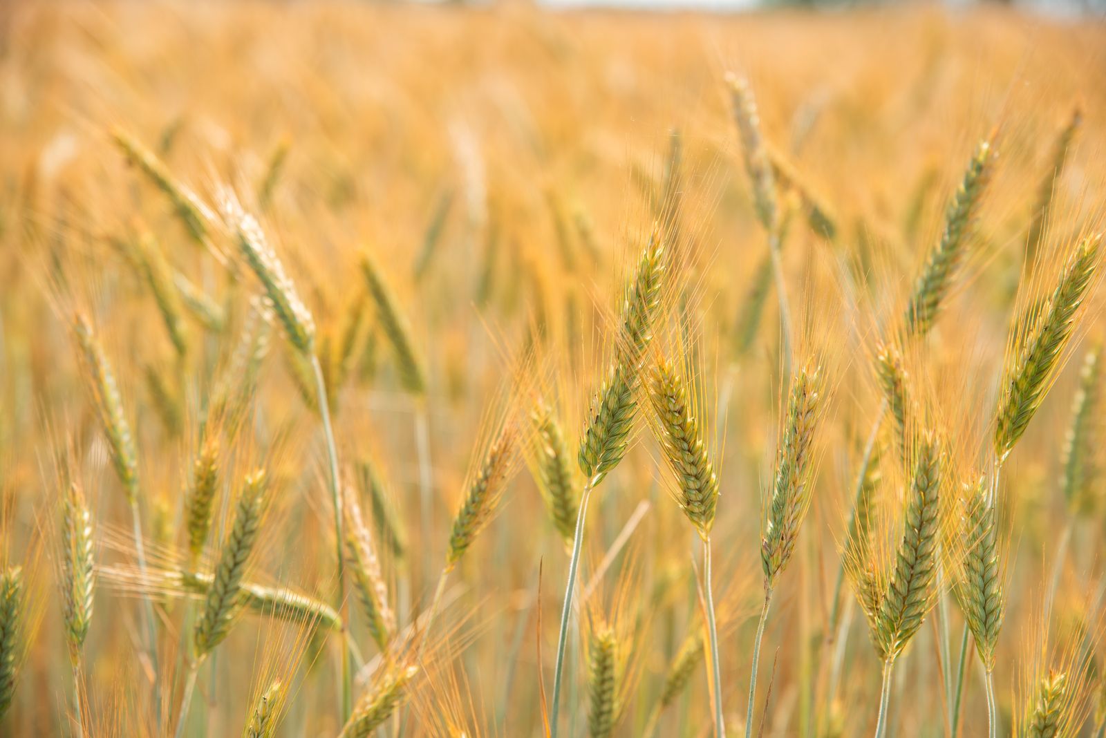 Campo de cultivo de trigo bajo un cielo nublado