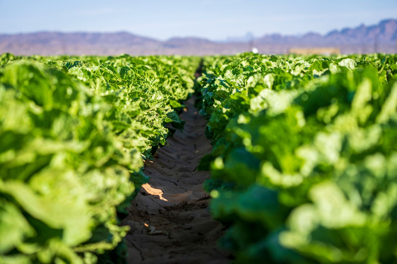 Campo de cultivo con suelo fértil y plantas verdes en hileras