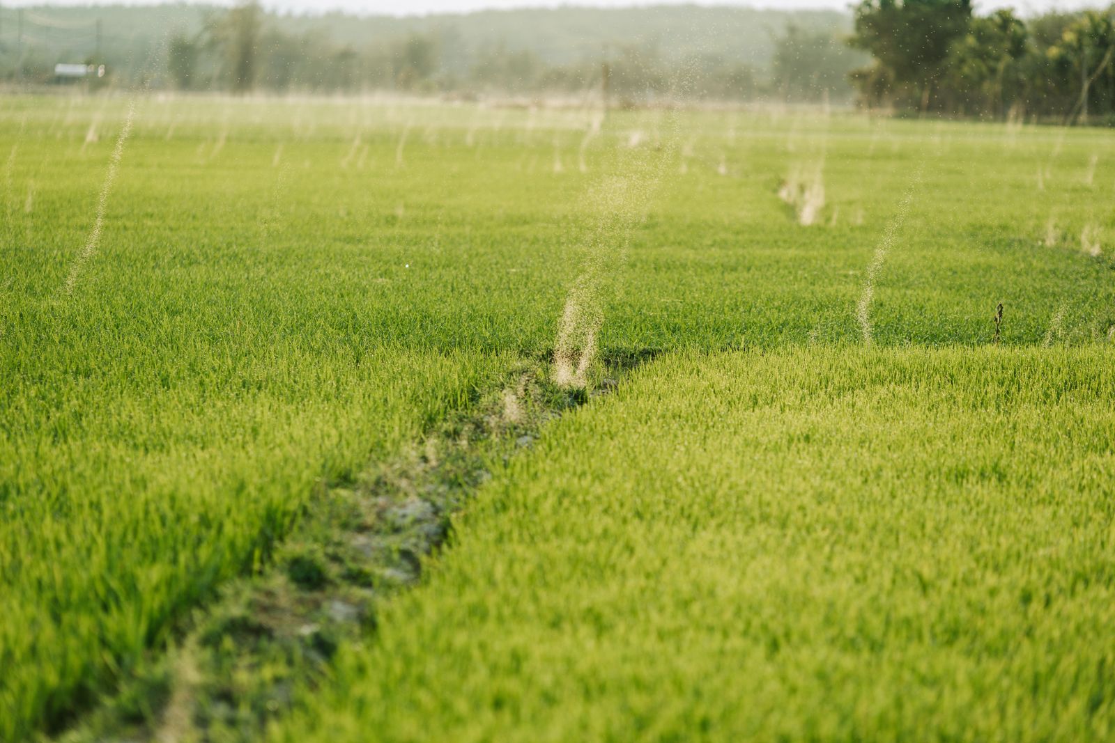 Campo de cultivo con suelo fértil y plantas verdes