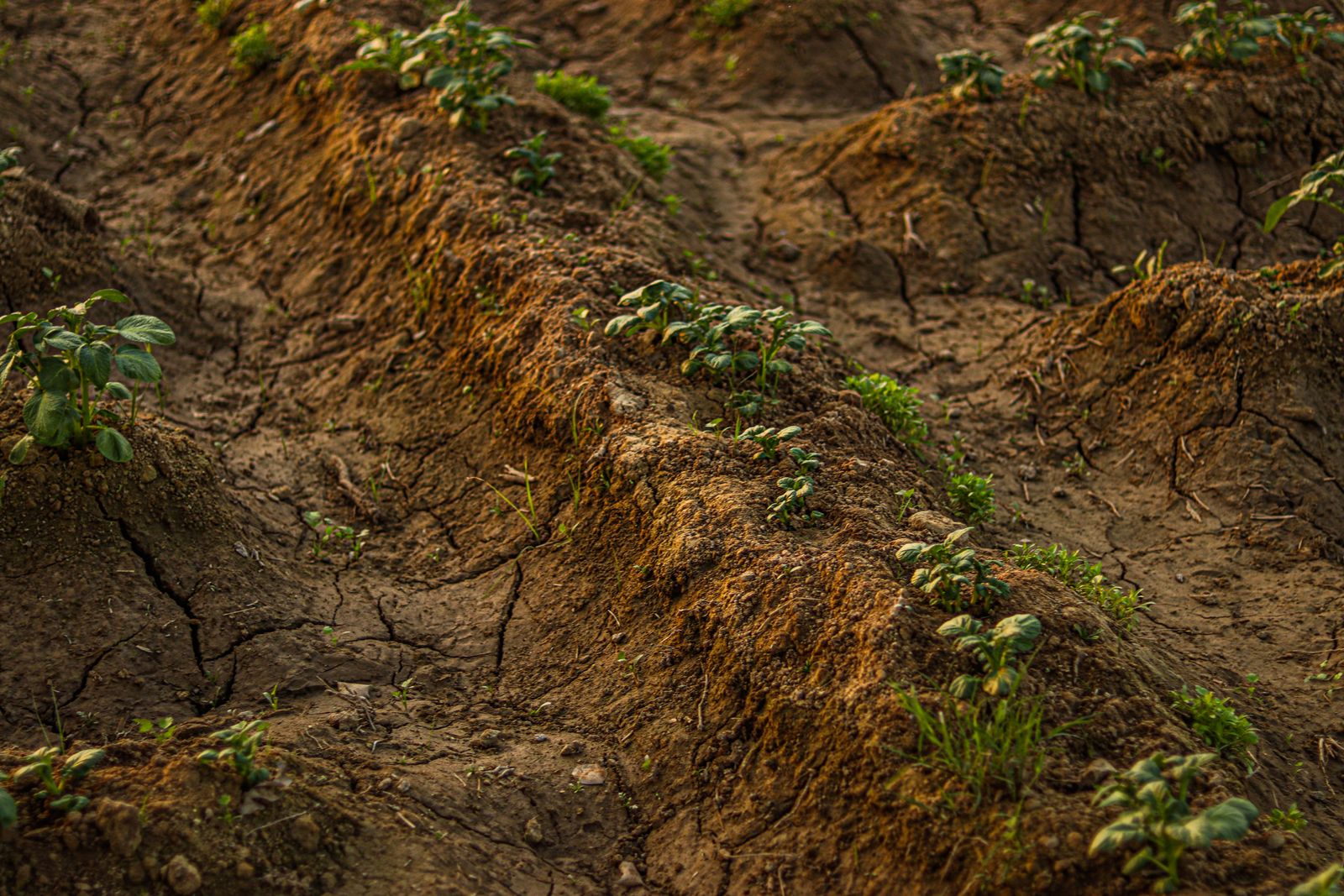Terreno agrícola agrietado por la sequía con cultivos marchitos bajo un sol intenso