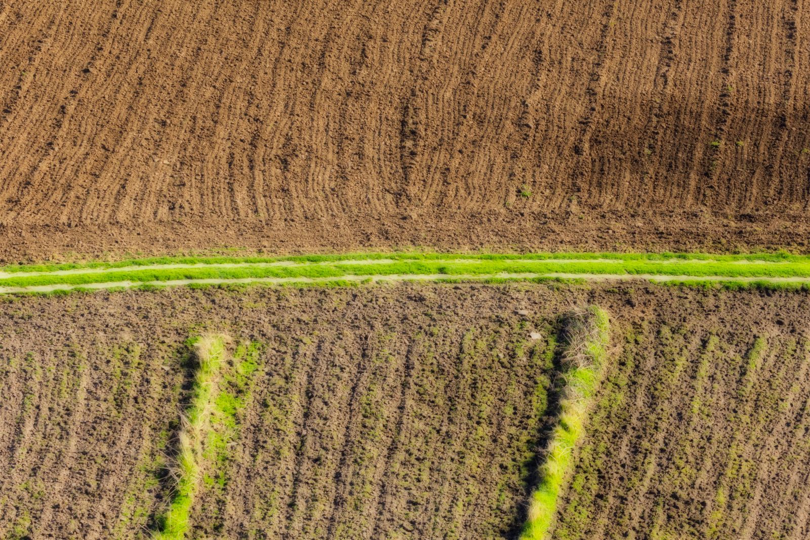 Campo de cultivo con suelo fértil y plantas verdes