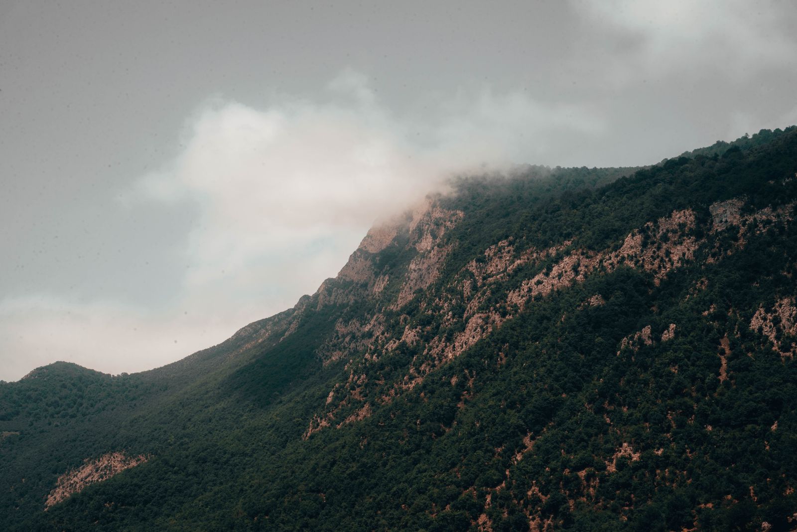 Bosque nuboso húmedo cubierto de niebla en una región montañosa